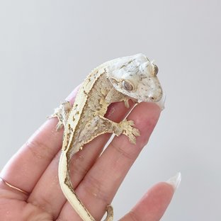 노멀 크림시클 크림