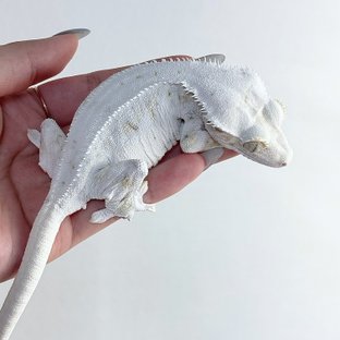 클로에