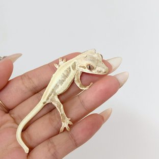 크림 릴리화이트