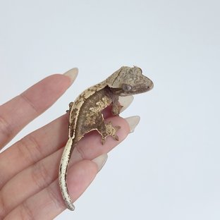 노멀 크림 크림시클