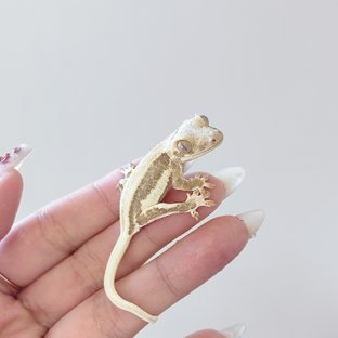 크림 릴리화이트