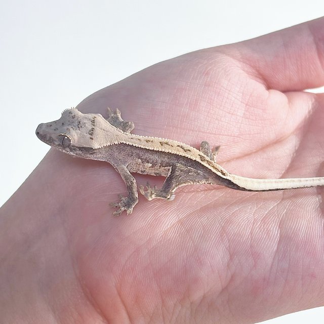 크림 크림시클 노멀 풀핀