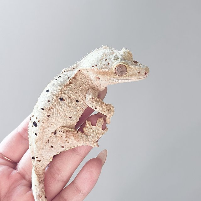 옐로우 스트로베리 달마시안