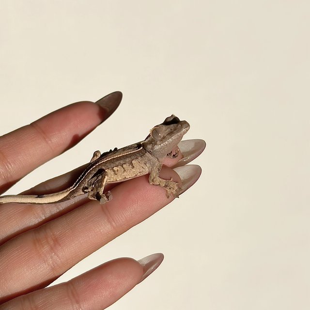 노멀 풀핀 쿼드