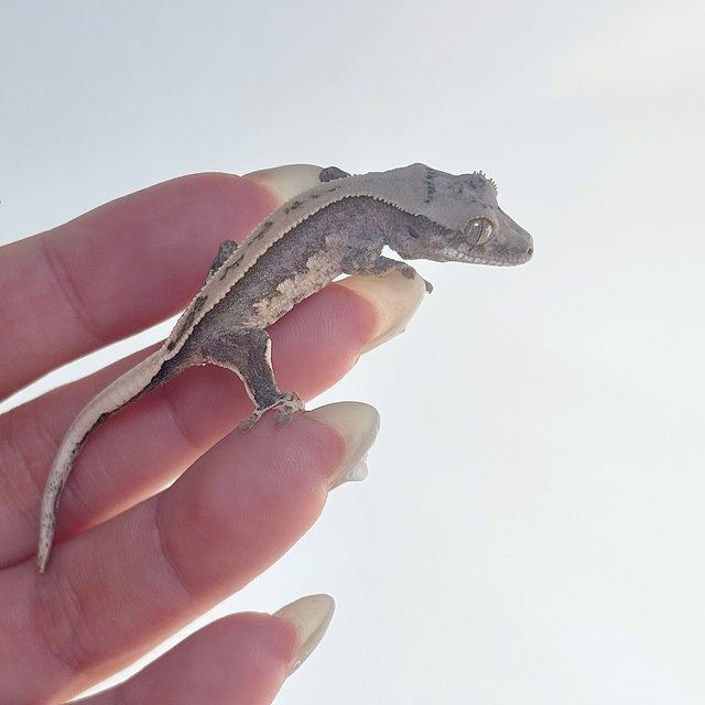 크림 크림시클 노멀 풀핀