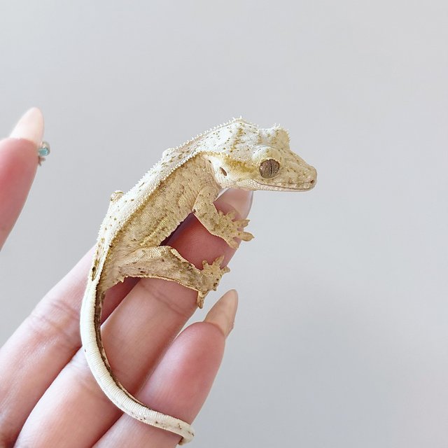 크림 팬텀 노멀