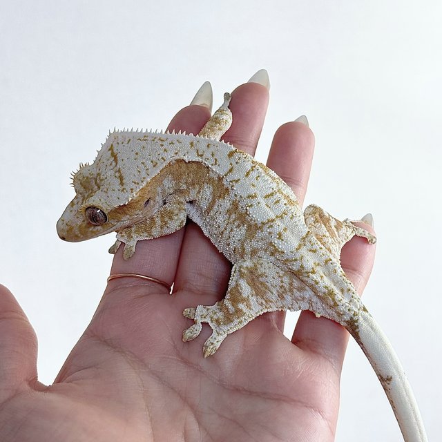 드리피 화이트스팟 옐로우 크림시클