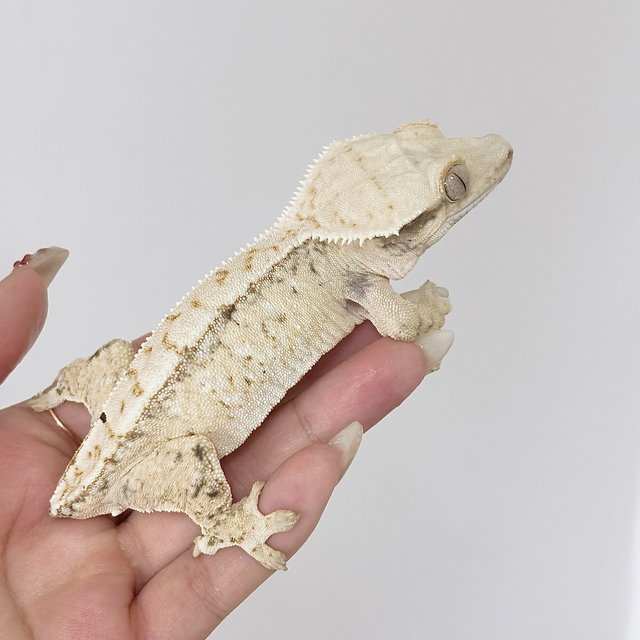 노멀 트라이 드리피 화이트스팟