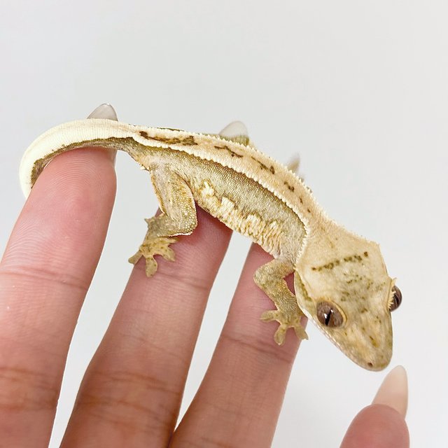 크림 크림시클 노멀 풀핀