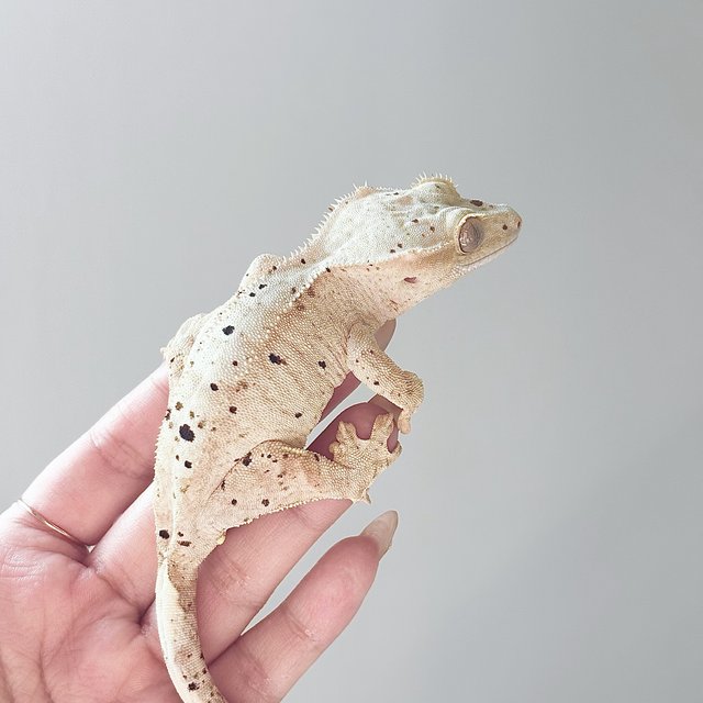 옐로우 스트로베리 달마시안