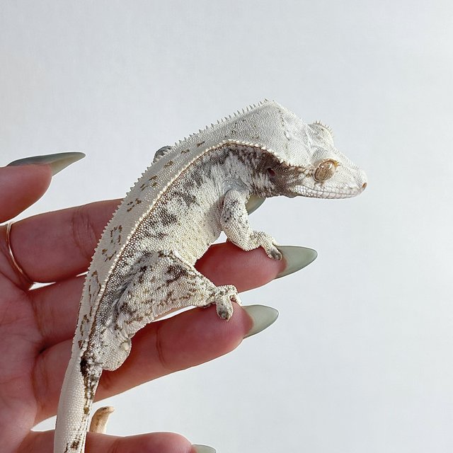 노멀 드리피 화이트스팟