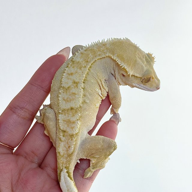 노멀 크림 크림시클 옐로우