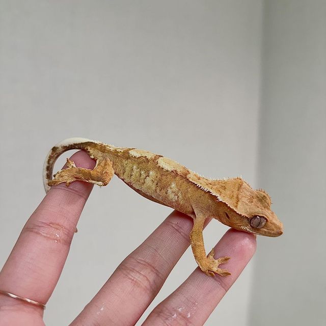 크림시클