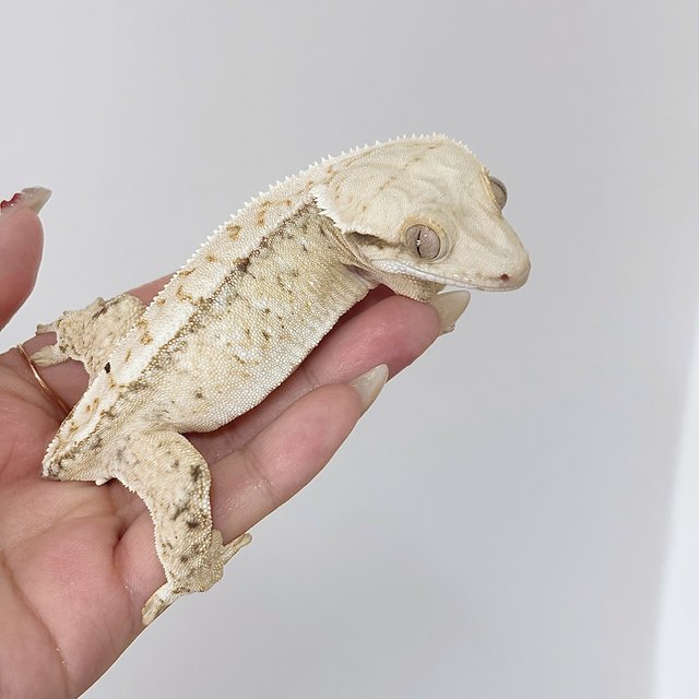 노멀 트라이 드리피 화이트스팟