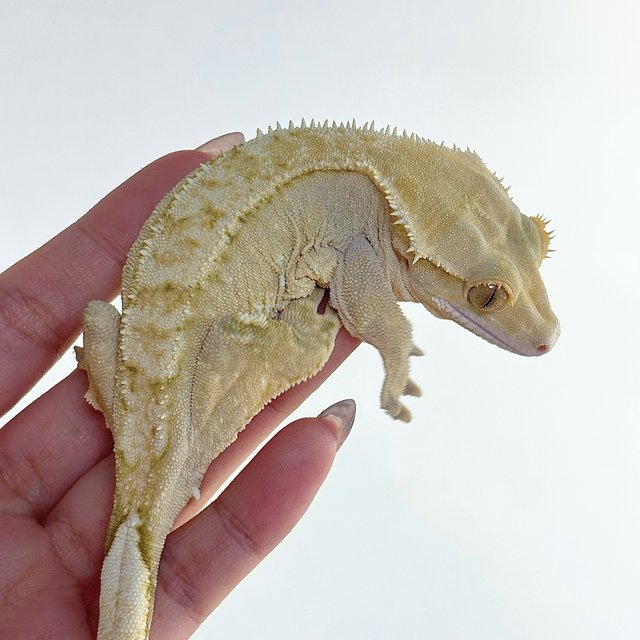 노멀 크림 크림시클 옐로우