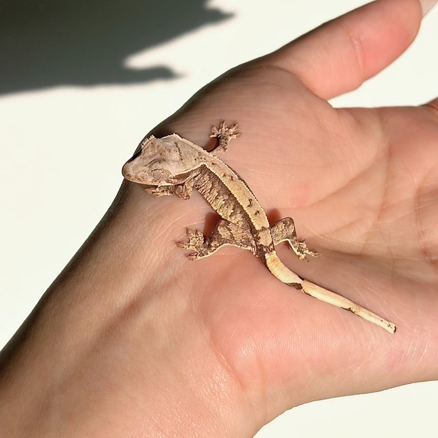 노멀 쿼드 화이트포트홀