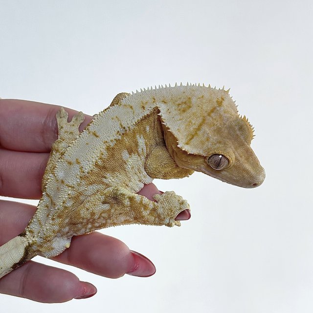 드리피 크림시클