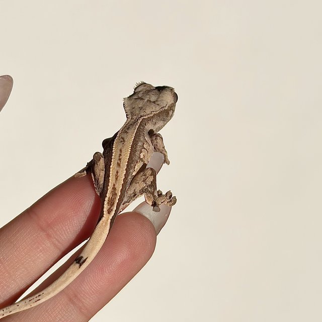 노멀 풀핀 쿼드