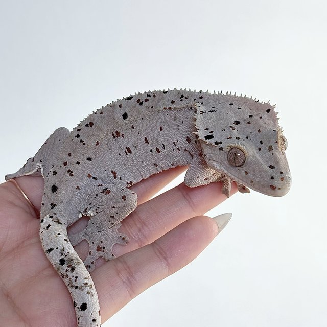 레드 슈퍼달마시안