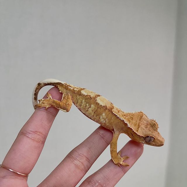 크림시클