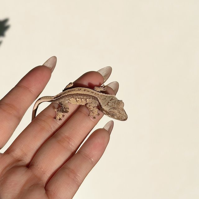 노멀 풀핀 쿼드