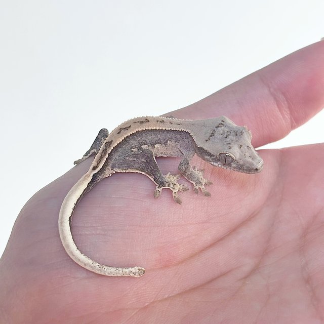 크림 크림시클 노멀 풀핀