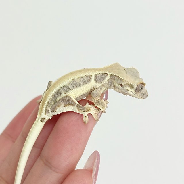 크림 릴리화이트