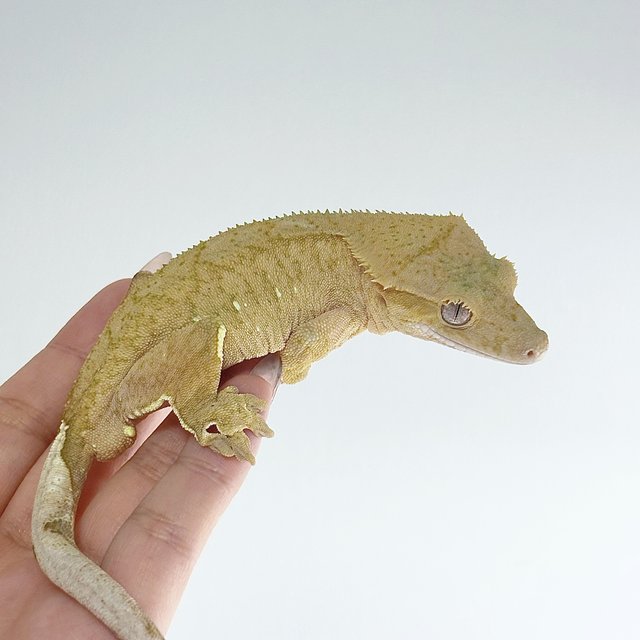 노멀 옐로우 브린들 벅스킨 스트로베리