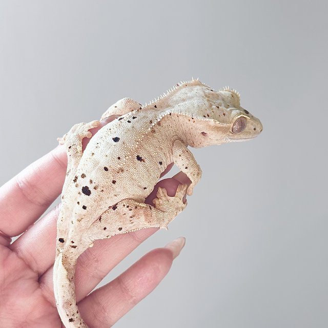 옐로우 스트로베리 달마시안