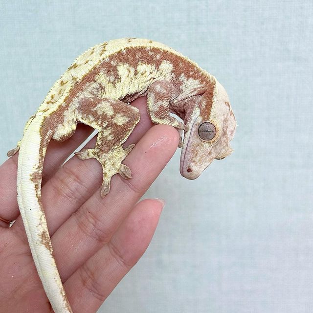 레드 할리퀸