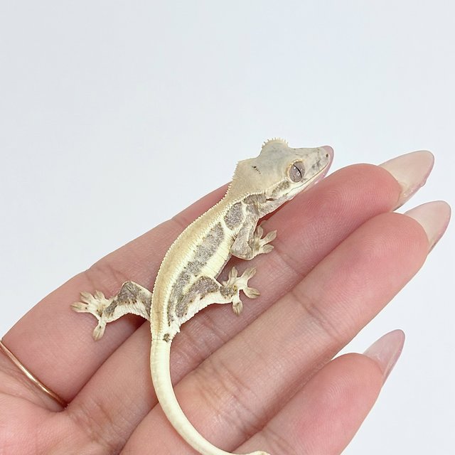 크림 릴리화이트