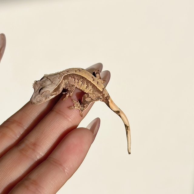 노멀 쿼드 화이트포트홀