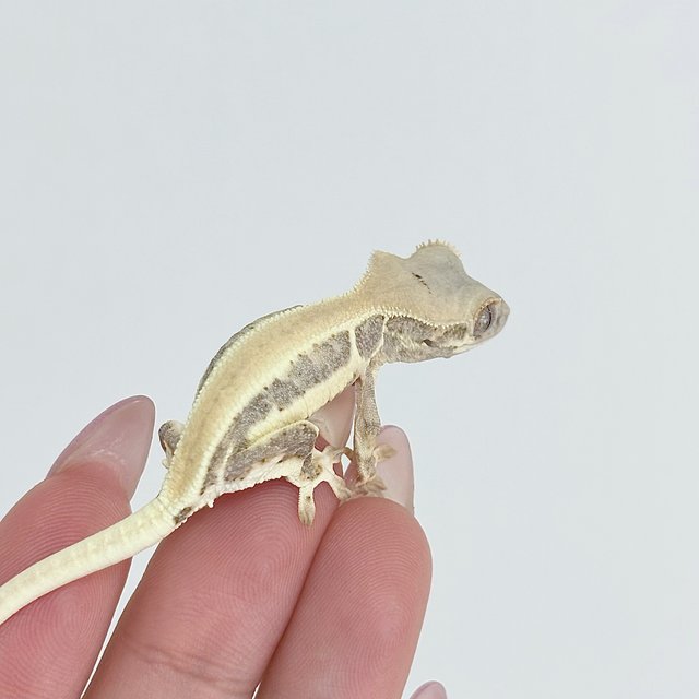 크림 릴리화이트