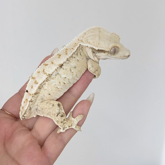 노멀 트라이 드리피 화이트스팟