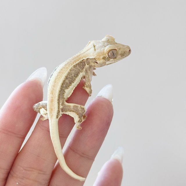 크림 릴리화이트