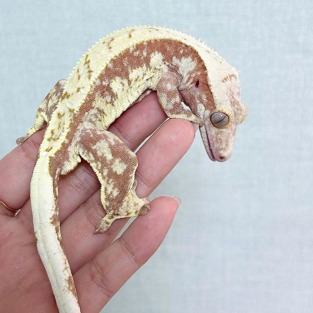 레드 할리퀸