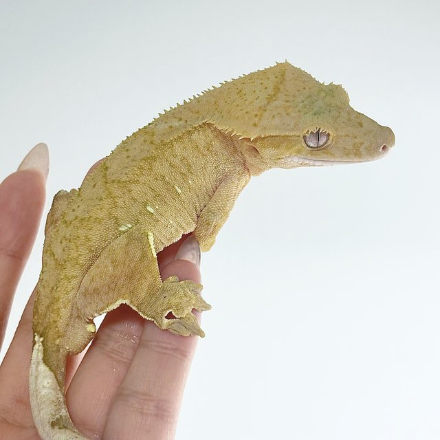 노멀 옐로우 브린들 벅스킨 스트로베리