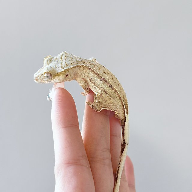 크림 팬텀 노멀