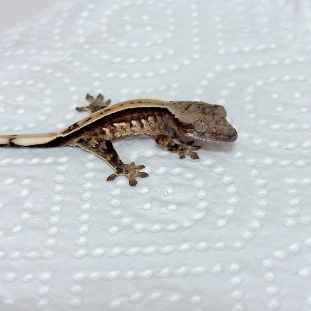 노멀 쿼드 화이트스팟