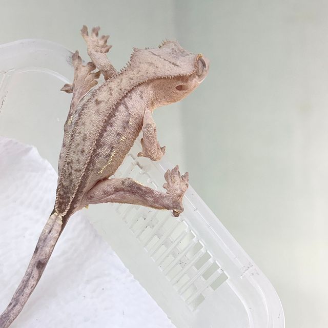 옐로우 팬텀