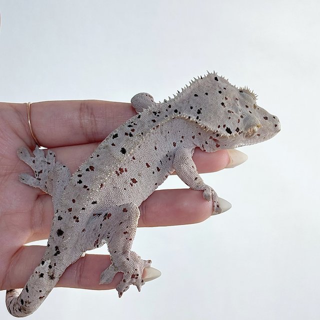 레드 슈퍼달마시안