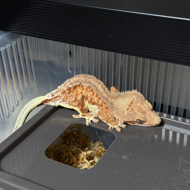 팬텀 슈퍼스트라이프 릴리100%헷아잔틱