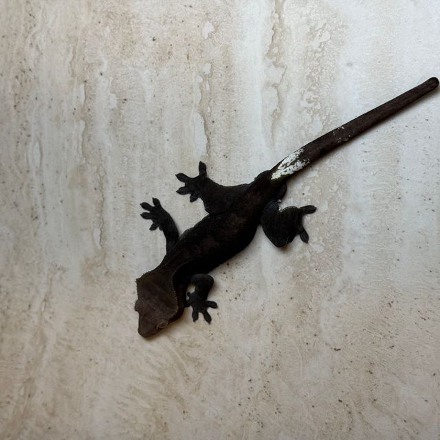 팬텀 아잔틱
