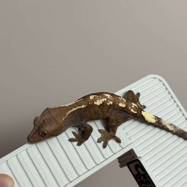 세이블
