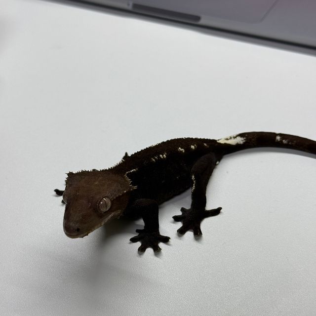 아잔틱