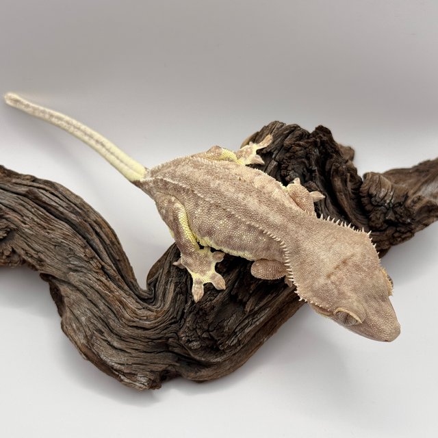 팬텀 슈퍼스트라이프 릴리100%헷아잔틱