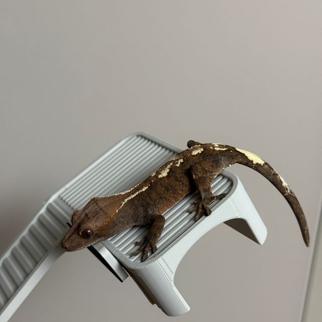 세이블