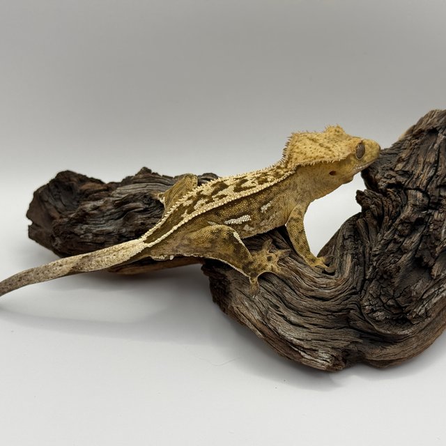 풀핀 100%헷아잔틱