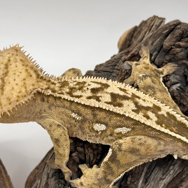 풀핀 100%헷아잔틱