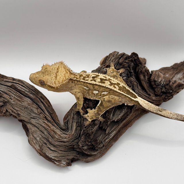 풀핀 100%헷아잔틱